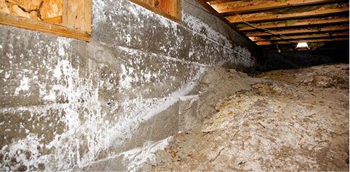 mold